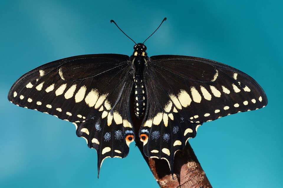 Papilio hybrid male (p. brevicauda brevicauda m x p. polyxenes asterius f) (Internet Image property of respective owner, non-commercial use only)